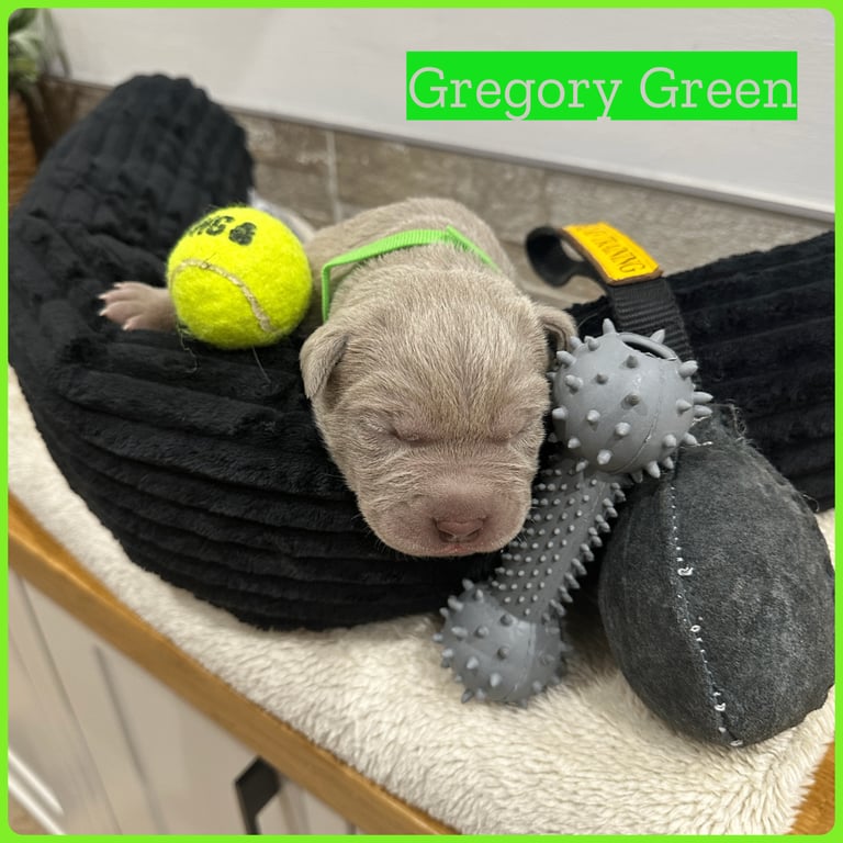 Neapolitan Mastiff X Cane Corso