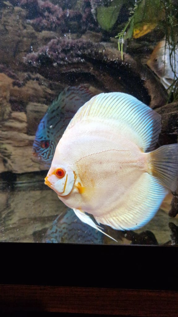 Discus pair for sale £150