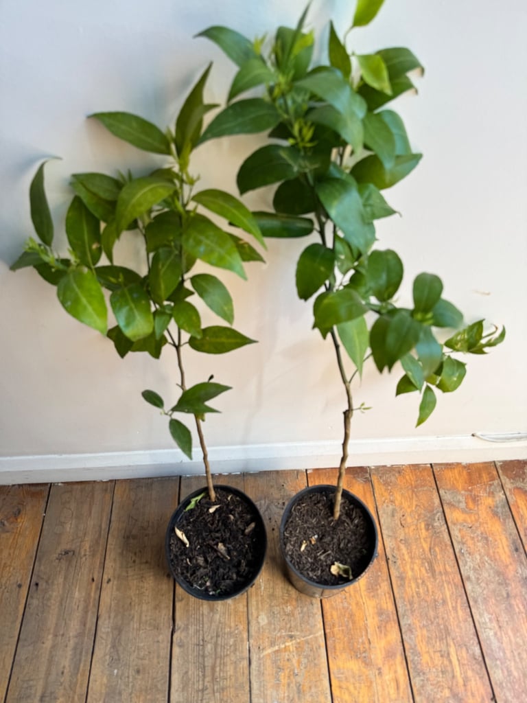 image for Orange trees