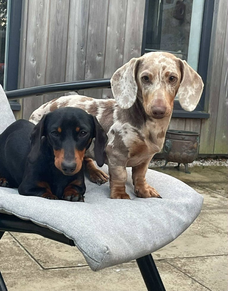 Beautiful Miniature Dachshunds 