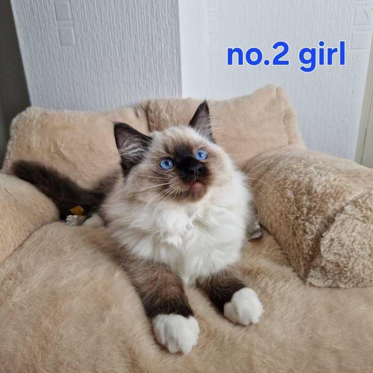 Ragdoll kittens