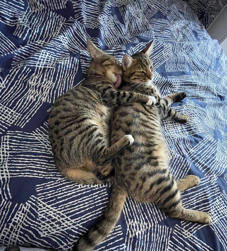 Mixed bengal kittens 9 months 