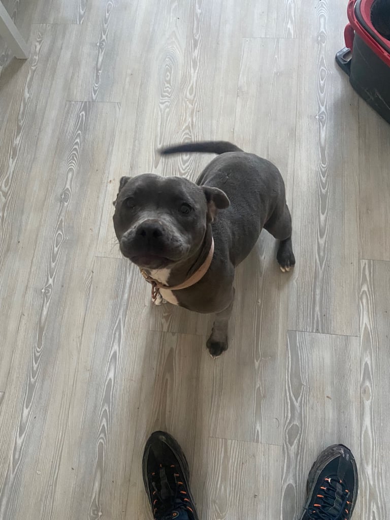 11 months old female staffy