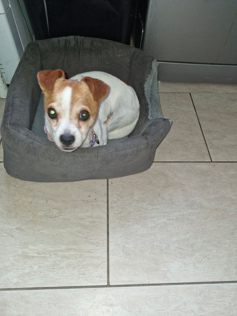 Rehome dog