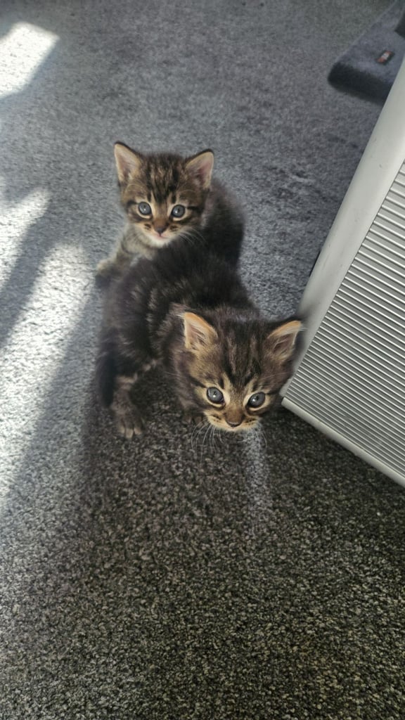 Kittens 