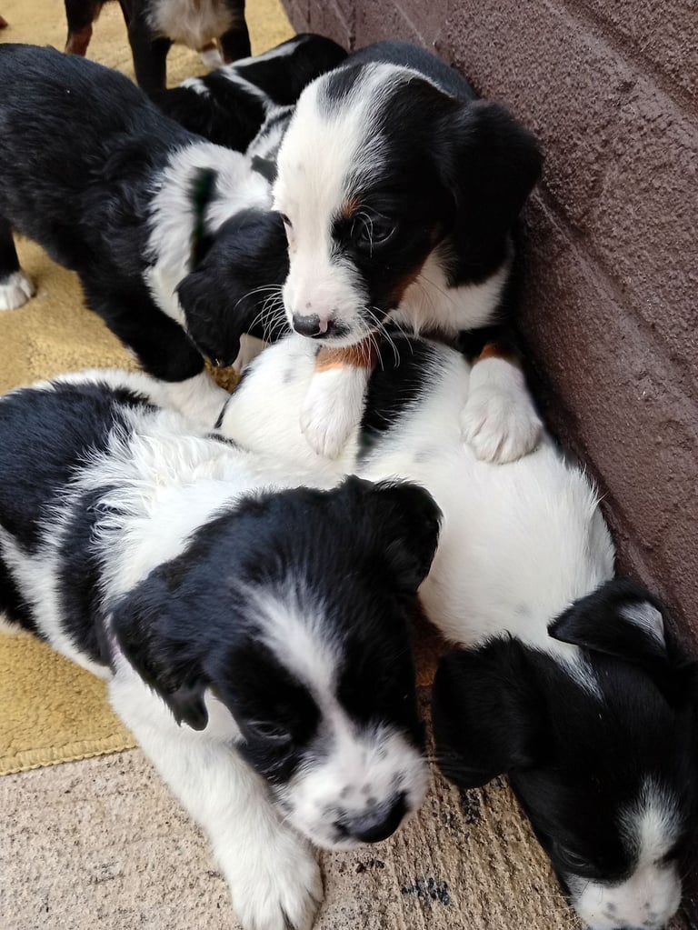 Cocker spaniels