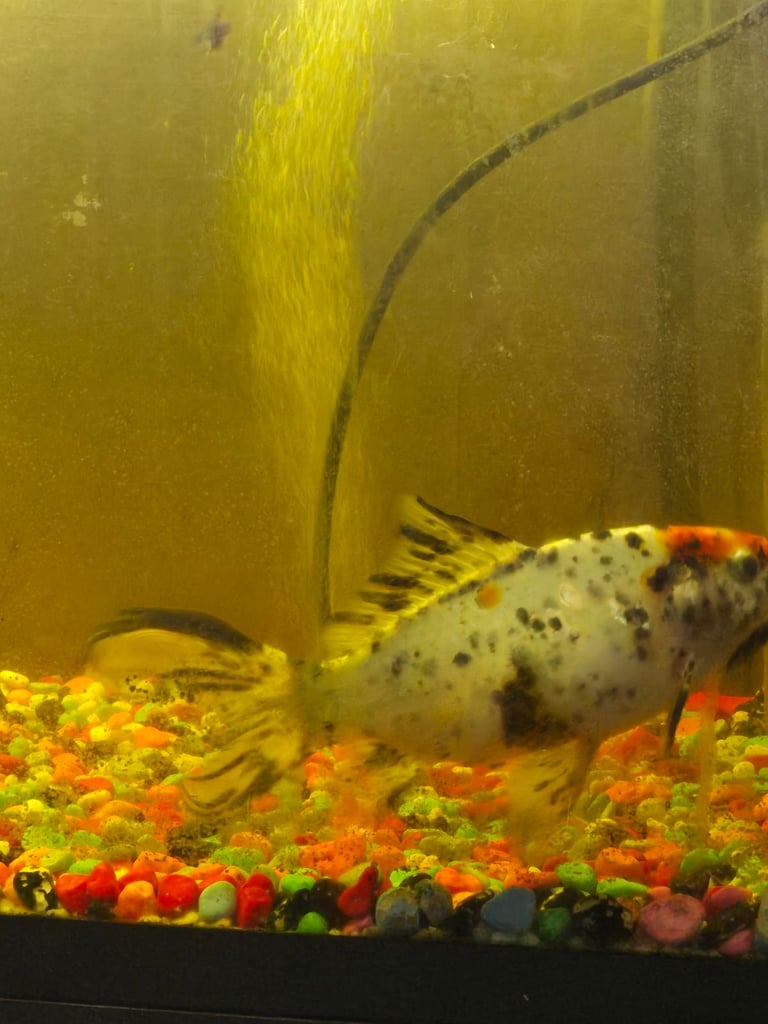 Fish tank with fish
