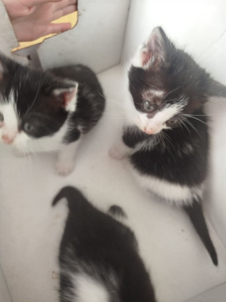 Beautiful kittens for sale