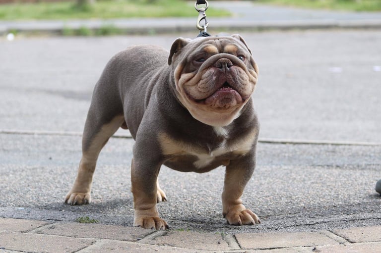 Olde english x english bulldog 
