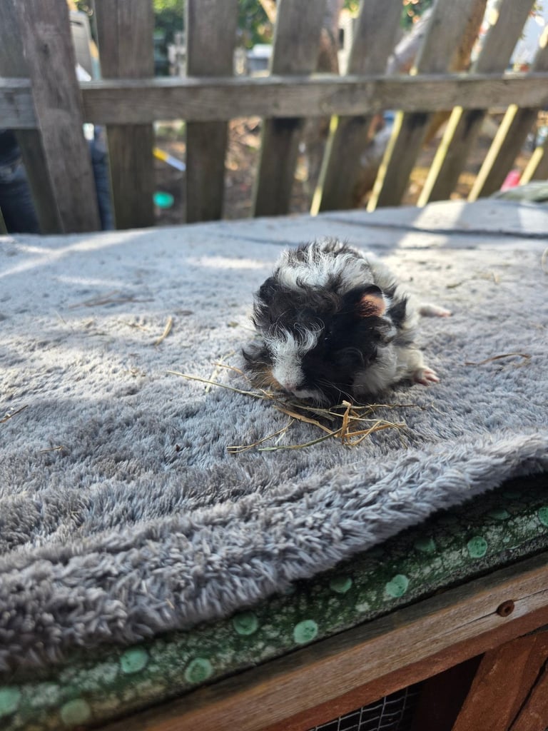 Guinea pigs