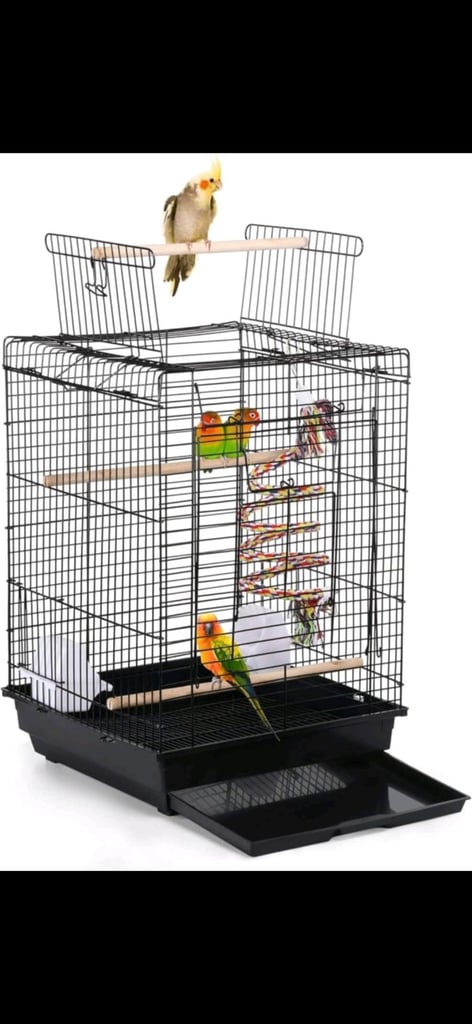 Hand Tame Budgies 