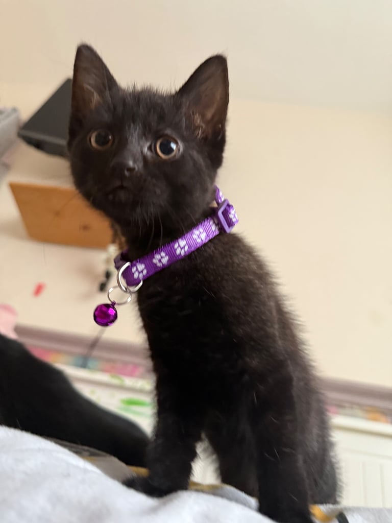 5 kittens for sale 4 girls 1 boy