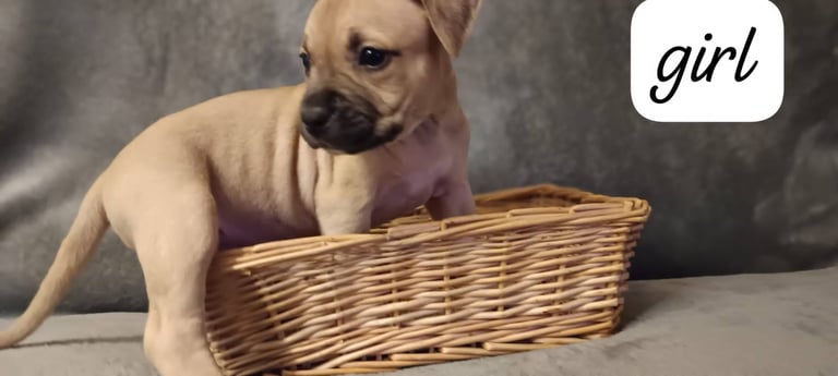 Red Staffordshire Bull terrier cross,last girl puppy
