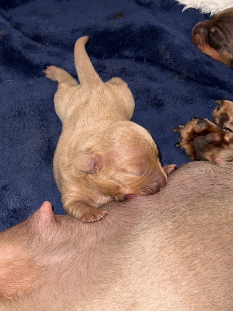 KC Miniature Daschund 1 Girl Available 