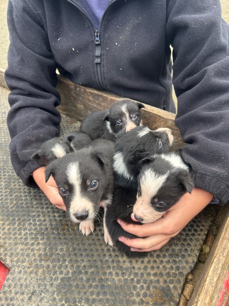Border Collie pups 