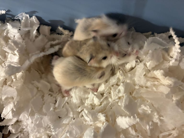 dwarf roborovski hamster
