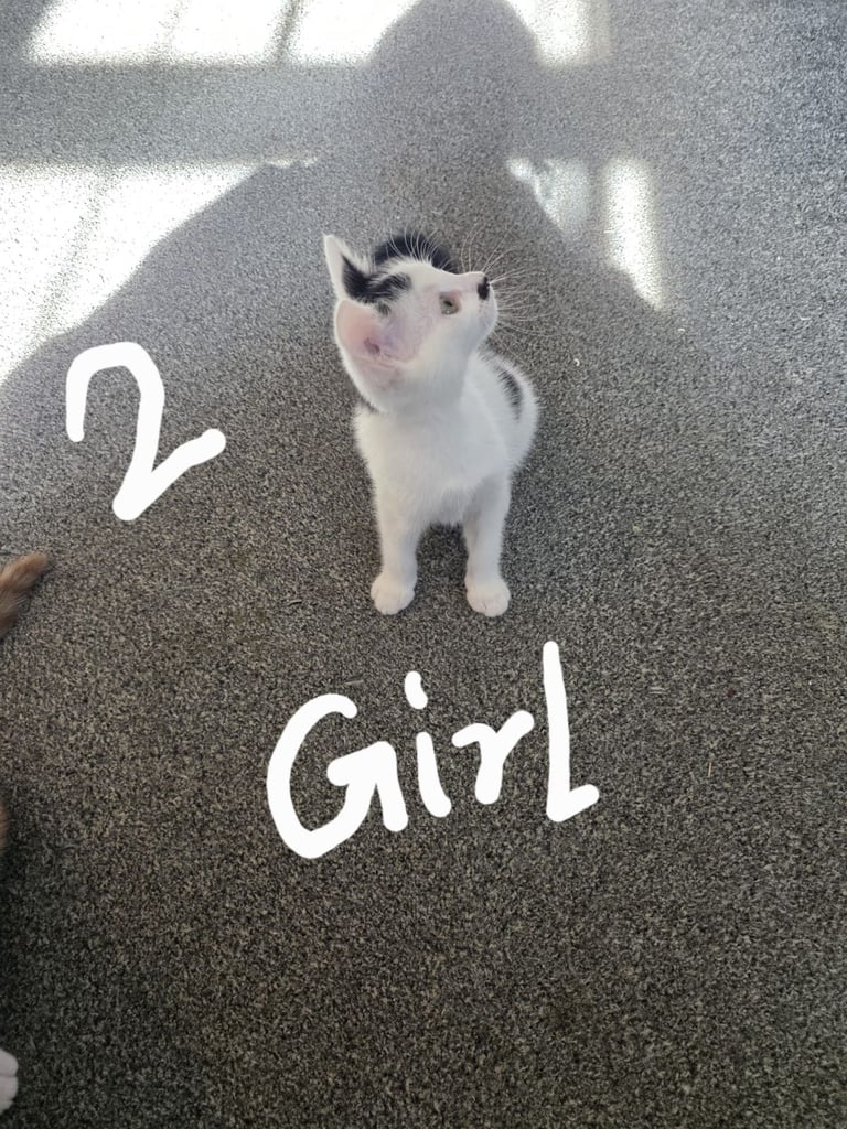 Kittens for sale