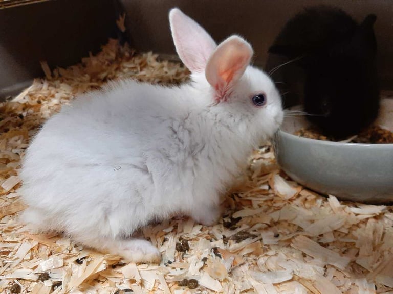 Lop/Lionhead Rabbits 