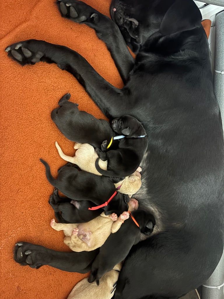 3 black KC Labradors available 