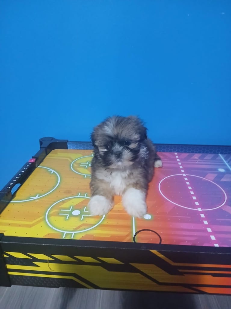 miniture shihtzu puppy