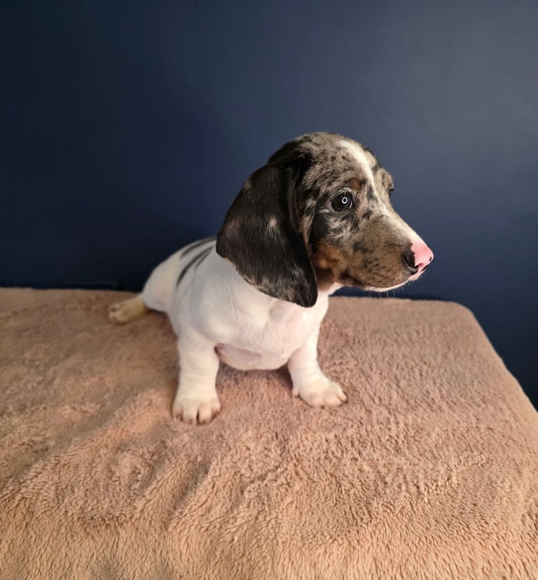 KC Registered Dachshund Puppies