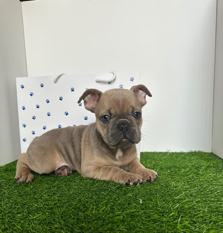 5 French bulldog puppies 