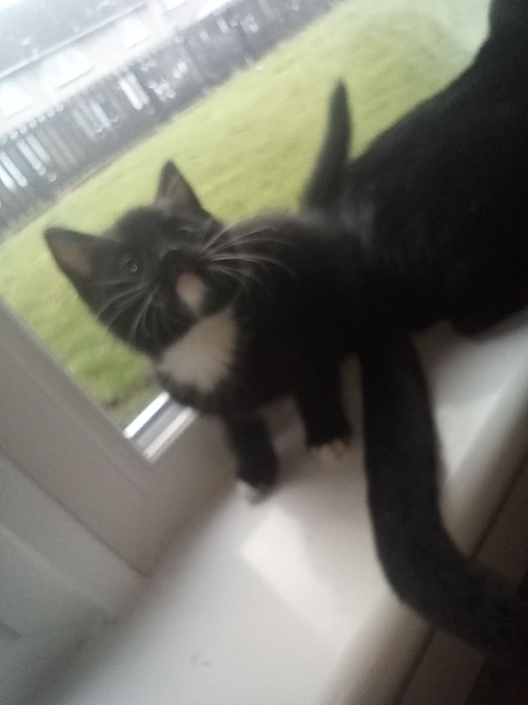 Kittens 