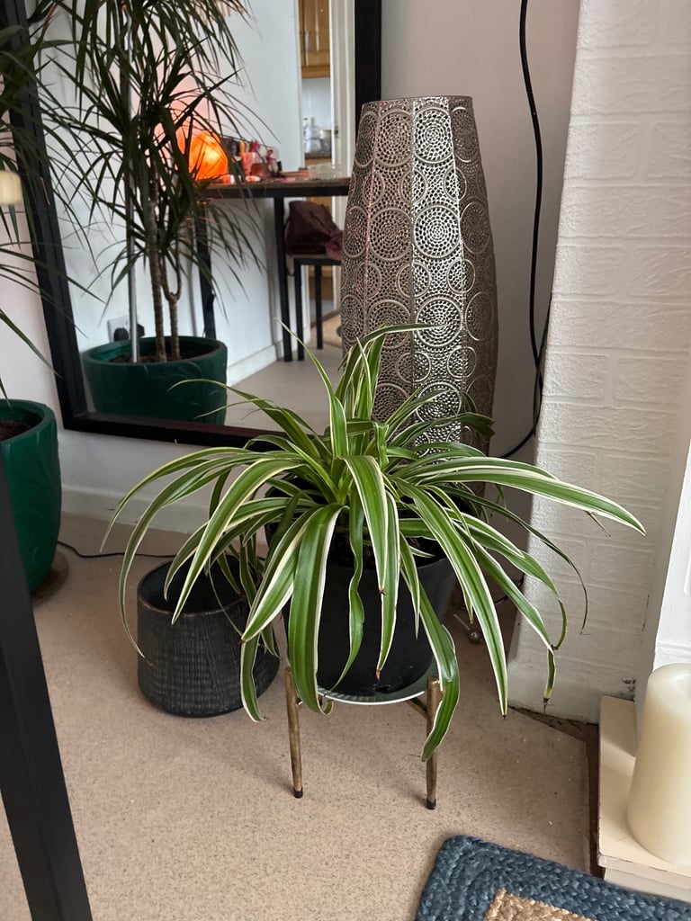 image for Large Spider Plant 