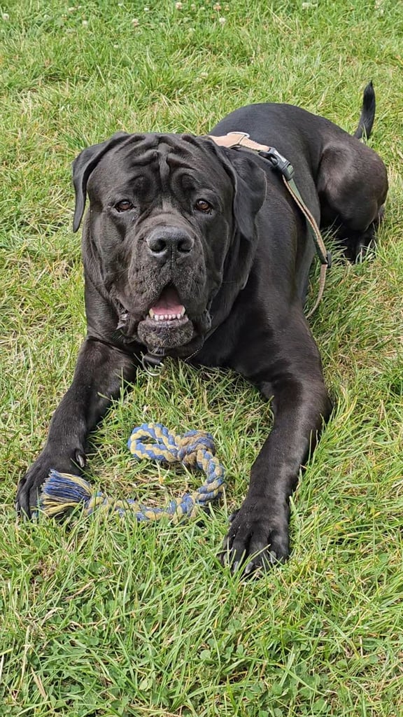 image for Ottis - 2 Yr 8 Month Old- Black Male Cane Corso