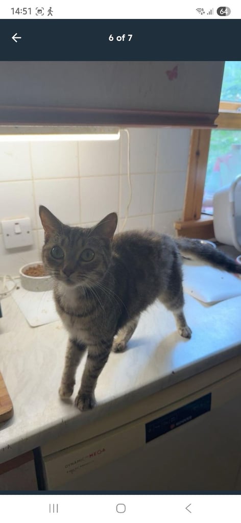 Beautiful little tabby