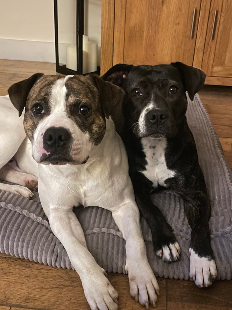image for Brother and sister re homing 