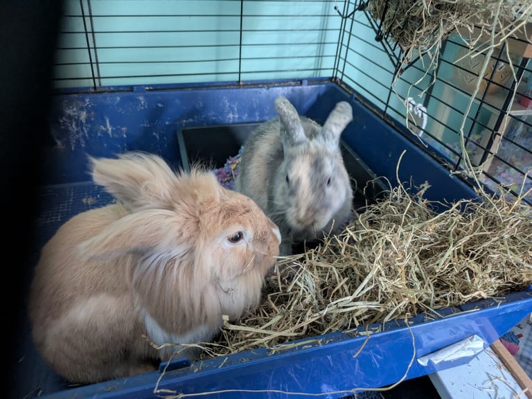 Bonded pair of young rabbits need new home