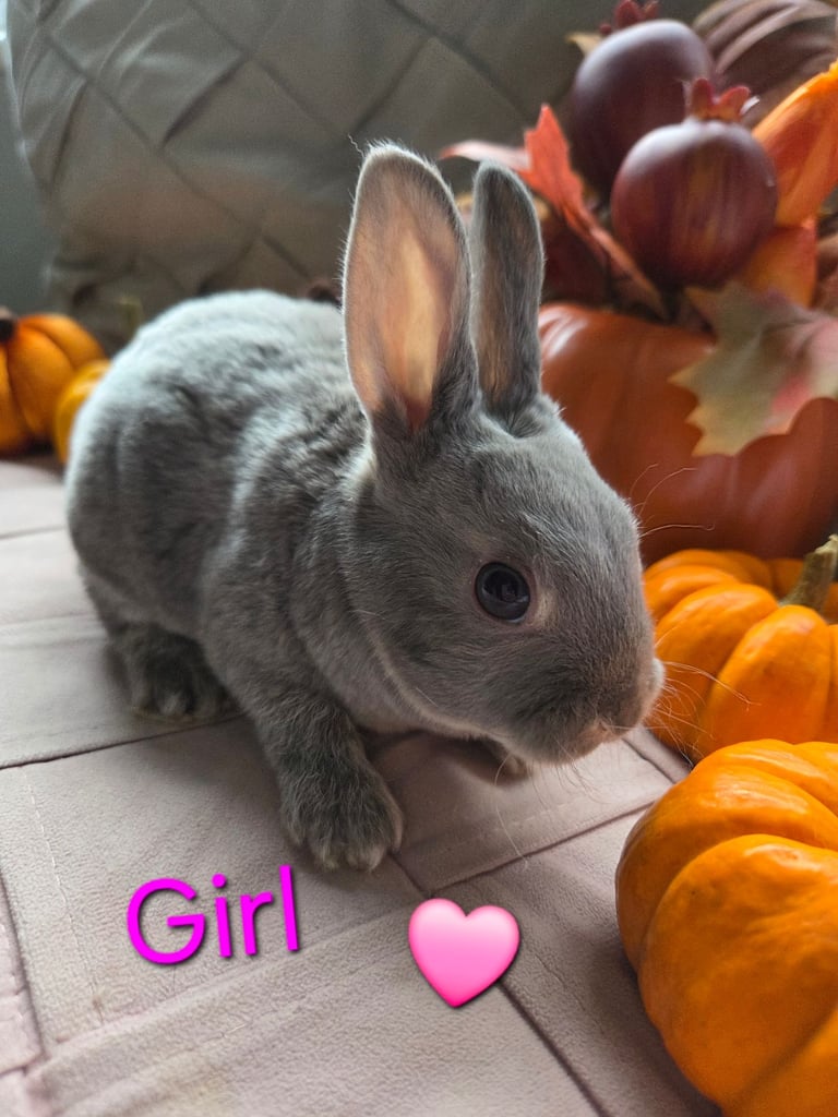 🐰🐰Stunning velvet mini rex babies🐰🐰