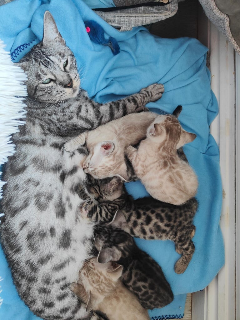 Charcoal/silver bengals