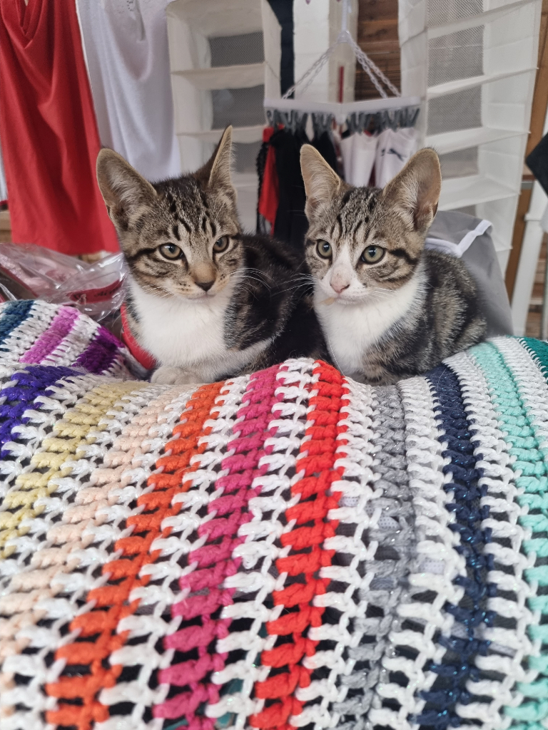 2 male kittens 