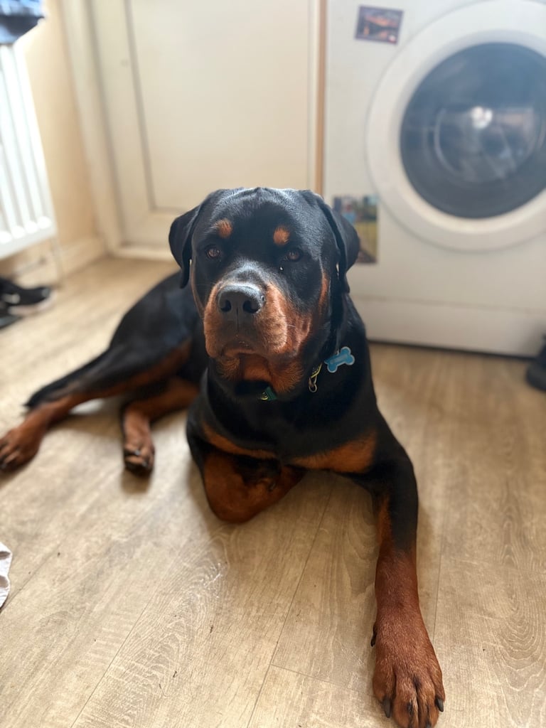 2yr old Rottwieler 
