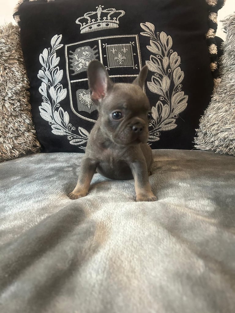 Dog Breed Unregistered French Bulldog Puppies For Sale French
