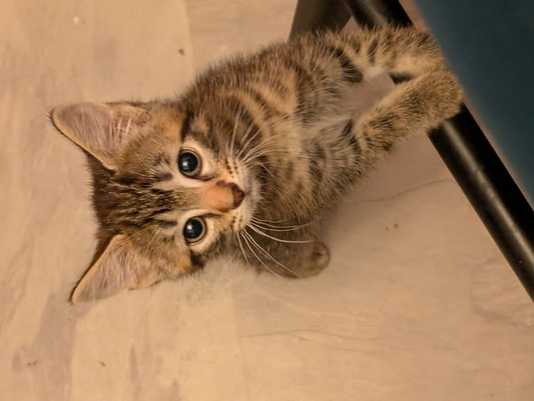 Stunning tabby kitten
