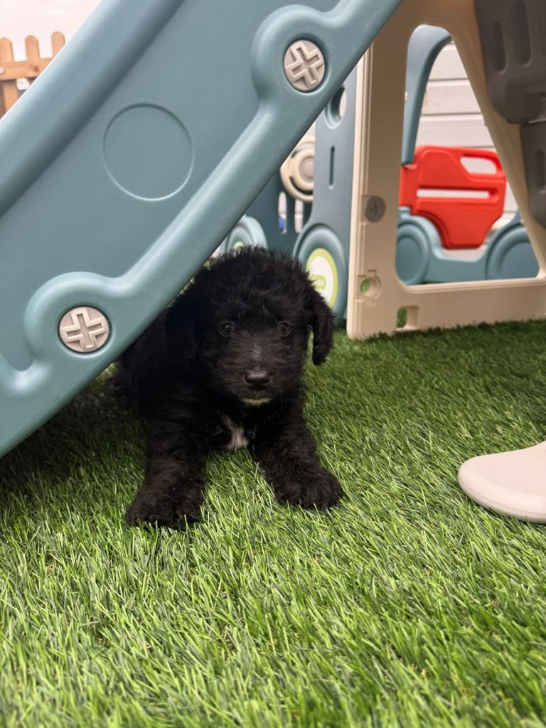 Jackapoo Puppys 