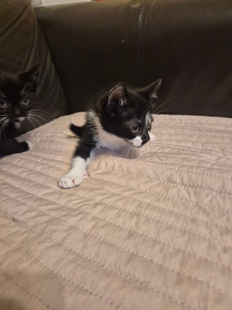 3 gorgeous female kittens. urgent. £45