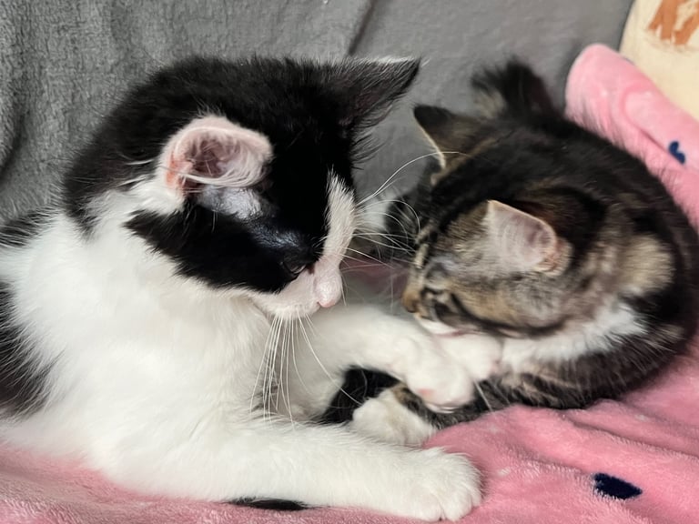 image for Maine coon cross kittens