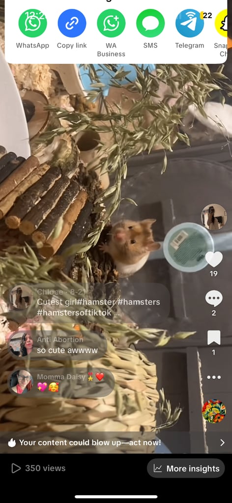 image for Hamster 