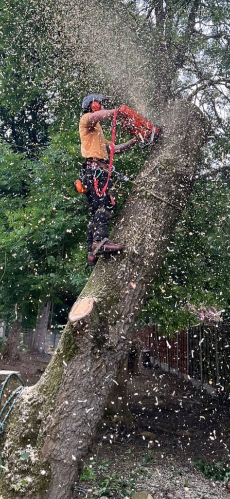 Tree surgery and tree stump removal 