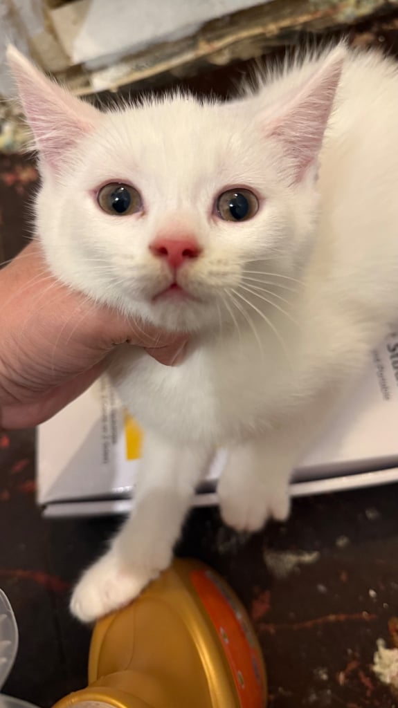 Kittens