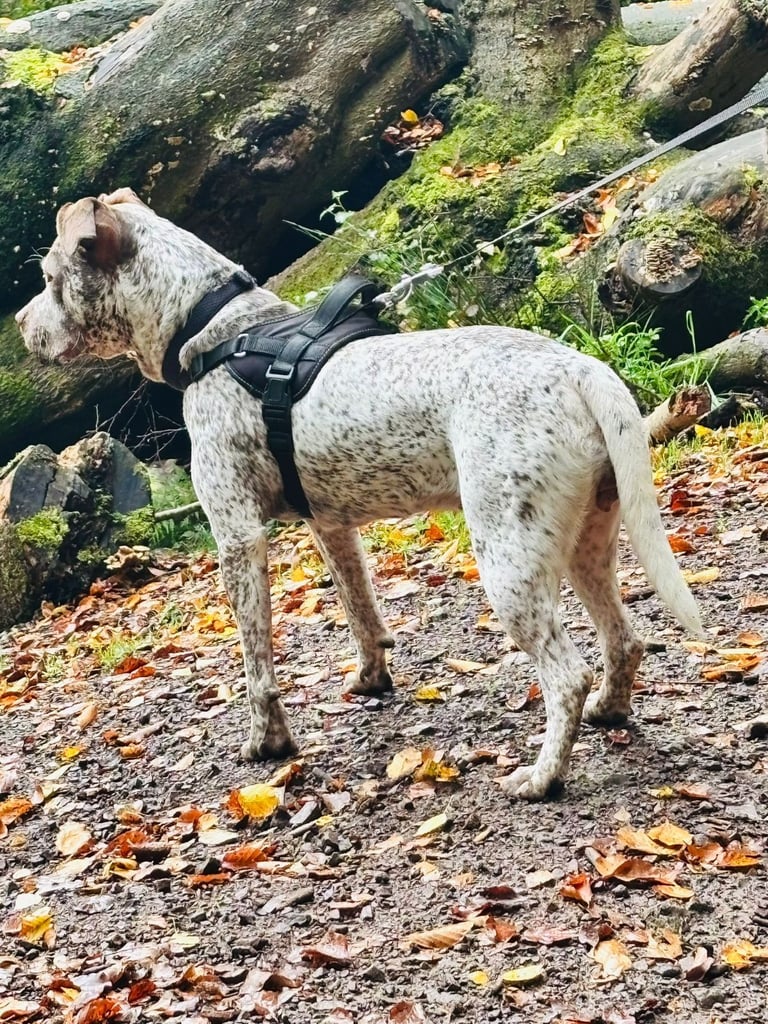 11 month old staff cross boxer