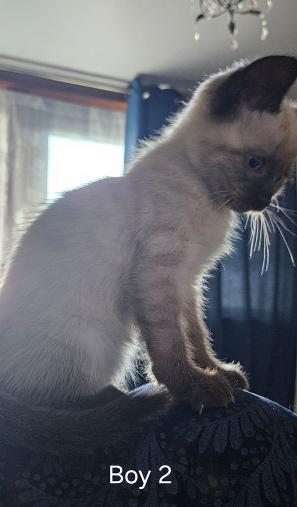 Stunning blue eyed, part pedigree kittens