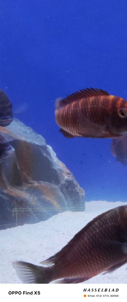 Tropheus Moorii X10 £150 must go together 