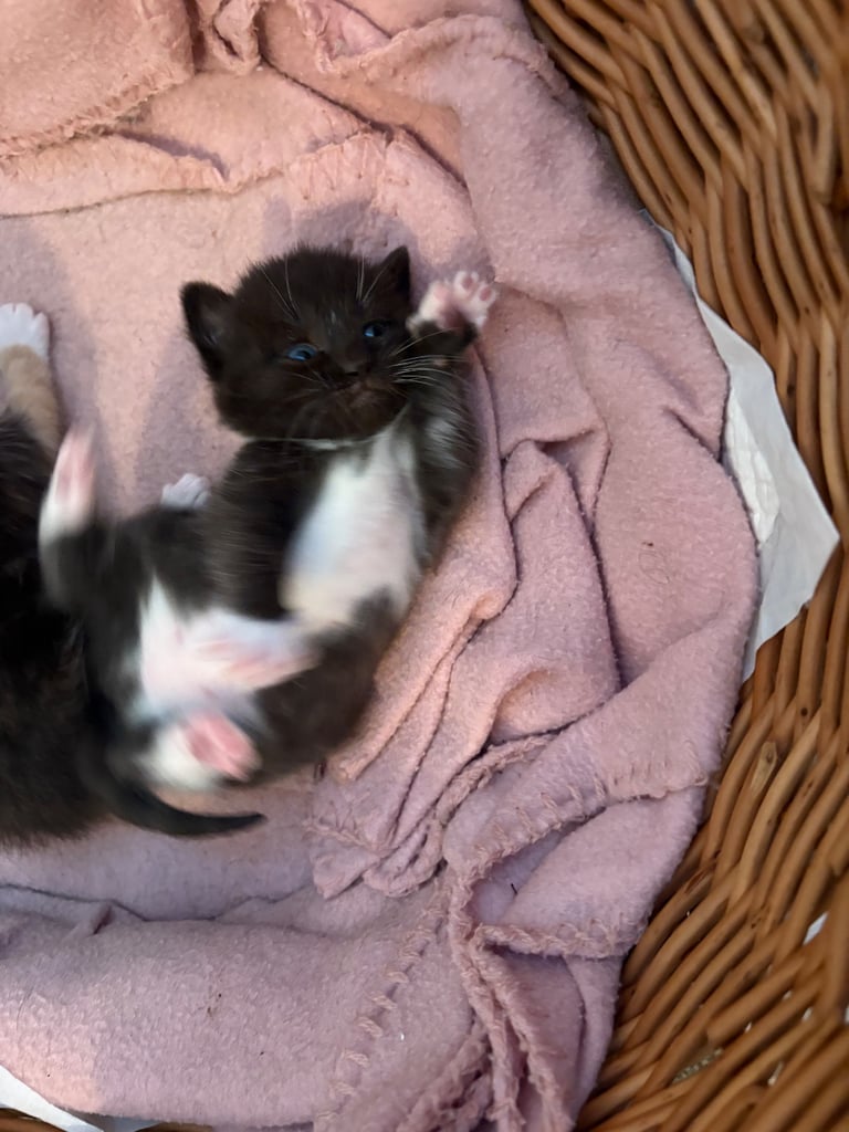 Half BSH kittens ( only black left )