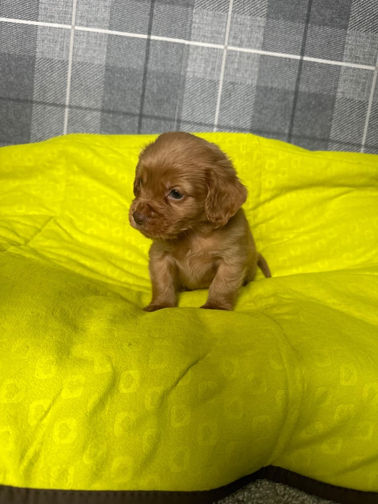 Cocker spaniel puppies field trial lines . 