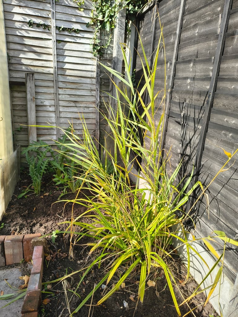 Native Pond/bog garden plants